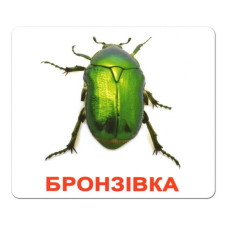 КД Великі картки Комахи